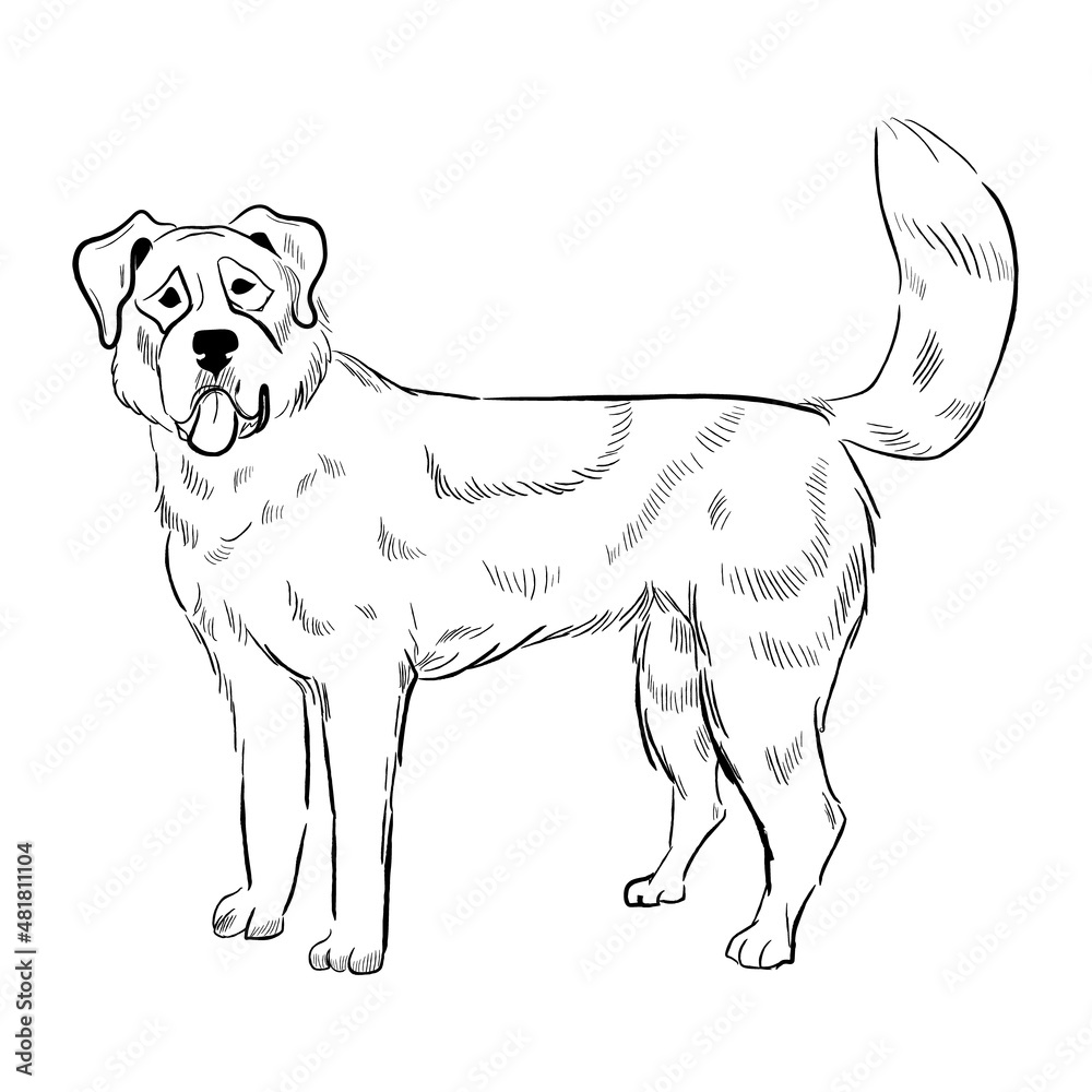 Saint Bernard dog isolated on white background. Hand drawn dog breed vector sketch.