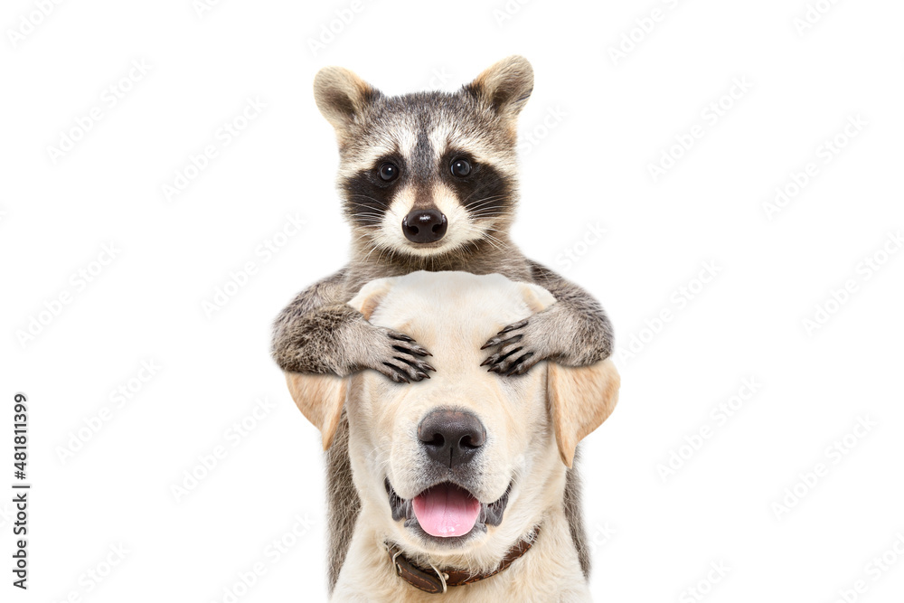 Portrait of a funny labrador to whom the raccoon closed his eyes with his paws isolated on a white background - obrazy, fototapety, plakaty 