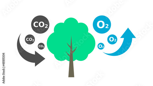 Tree absorbs CO2 and releases O2. Carbon cycle. Photosynthesis process diagram. Carbon dioxide reduction. Oxygen production. Forestation concept. Eco friendly. Vector illustration, flat, clip art. 