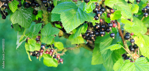Obraz na plátně Black currant berries on a branch in summer garden.
