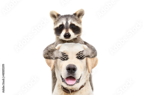 Fototapeta Naklejka Na Ścianę i Meble -  Portrait of a funny labrador to whom the raccoon closed his eyes with his paws isolated on a white background