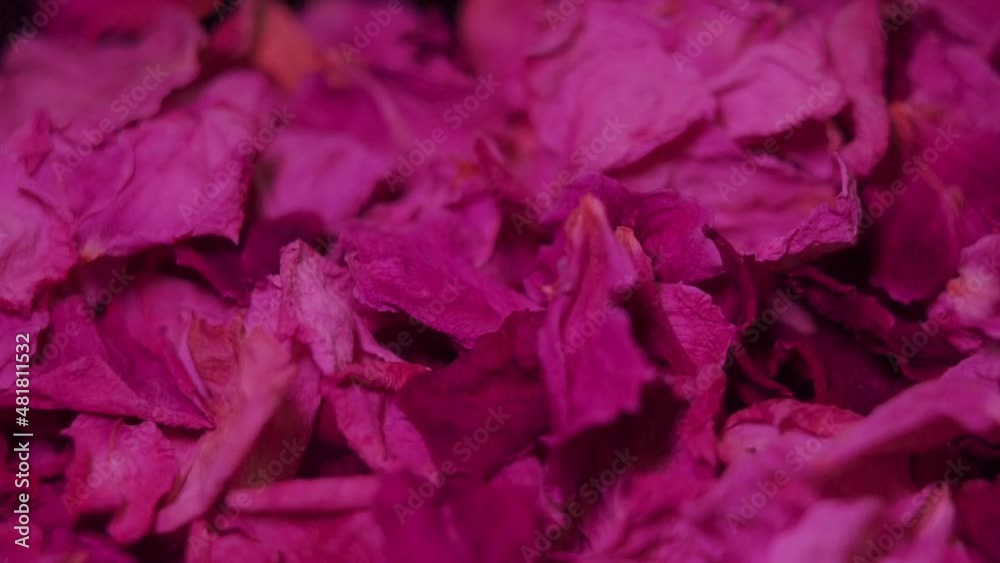 Falling dried fuchsia Rose petals in slow motion . Falling dried fuchsia Rose petals in slow motion .
