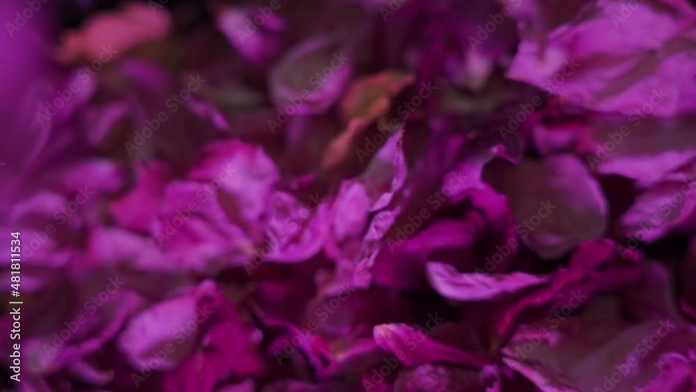 Falling dried fuchsia Rose petals in slow motion . Falling dried fuchsia Rose petals in slow motion .