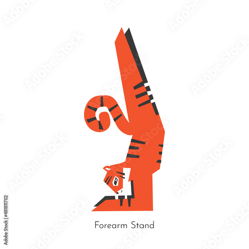 Vector flat isolated illustration with animal character doing yoga -  Feathered Peacock Pose. Asian tiger learns relaxing and stretching exercise - forearm stand. Basic sports balance exercise