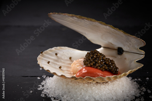 seashell on black background