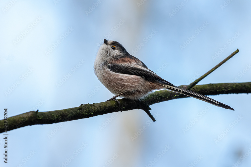 Fototapeta premium Aegithalos caudatus. Long-tailed Tit against a natural woodland background.