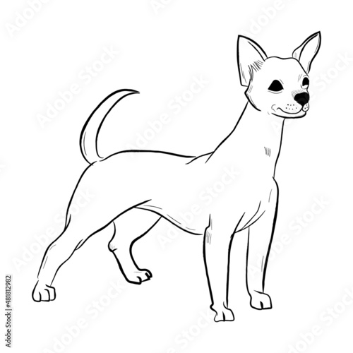 Chihuahua dog isolated on white background. Hand drawn dog breed vector sketch.