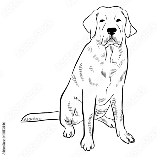 Labrador dog isolated on white background. Hand drawn dog breed vector sketch.