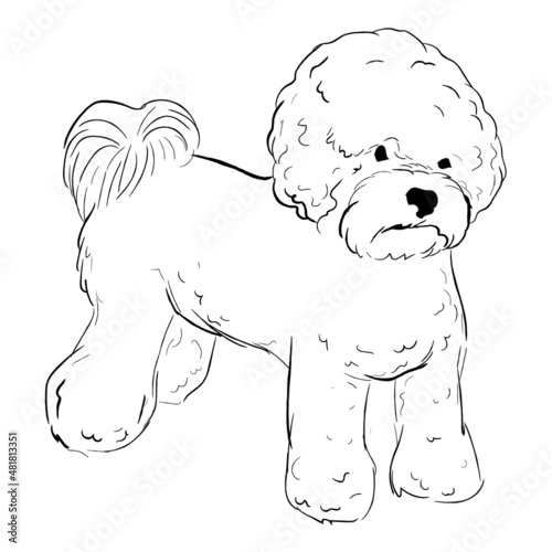 Bichon Frise dog isolated on white background. Hand drawn dog breed vector sketch.