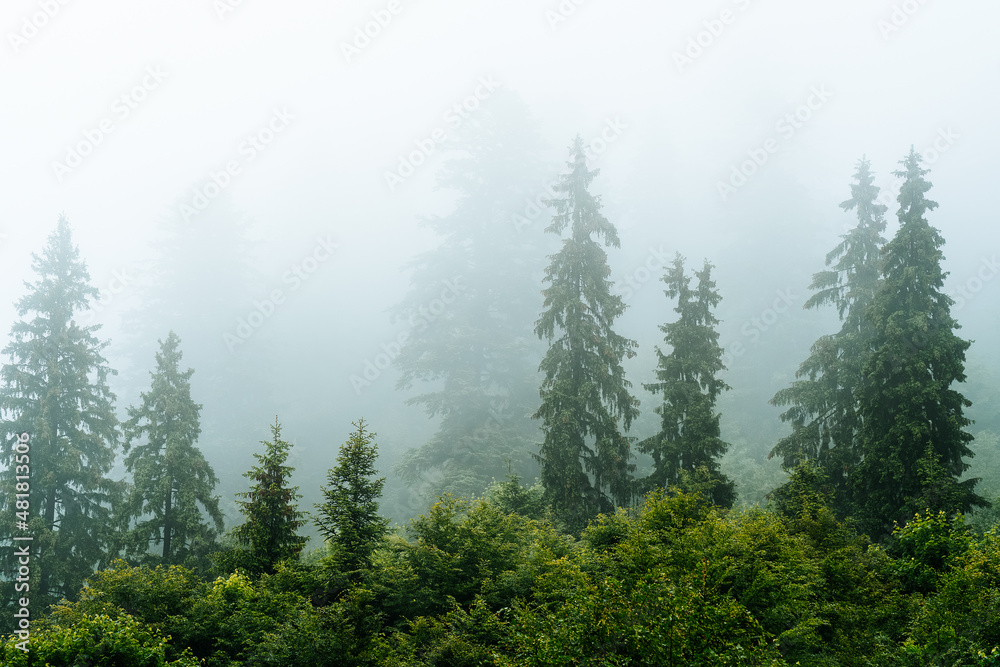 pine forest in the foggy morning