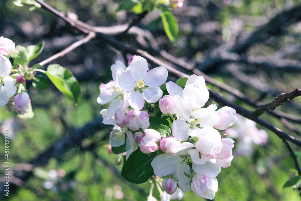 White pink flowers on an apple tree branch. Spring flowering of fruit trees, close up. Beautiful nature background 