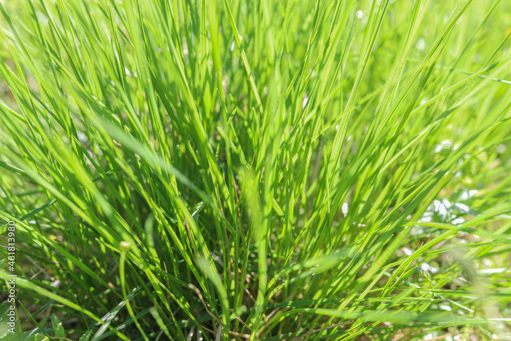 Bush of green fresh spring grass, close-up. Nature background Bush of green fresh spring grass, close-up. Nature background