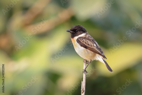 White-tailed stonechat male.white-tailed stonechat is a species of bird in the family Muscicapidae. It is found in Bangladesh, India, Myanmar, Nepal, and Pakistan.