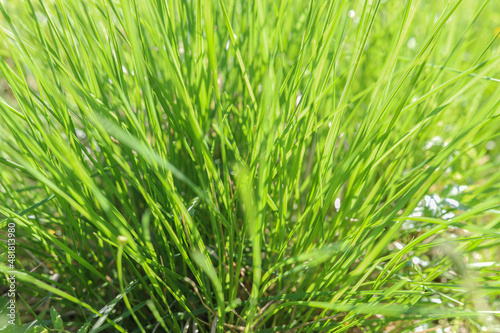 Bush of green fresh spring grass  close-up. Nature background