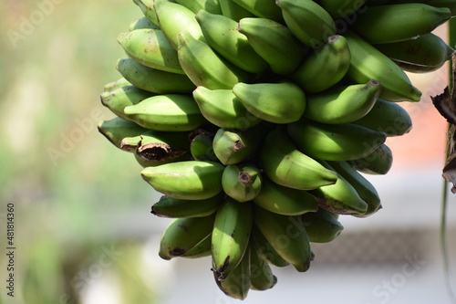 bunch of bananas on the tree (closeup view of little cluster of green banana fruit) © KKT Madhusanka