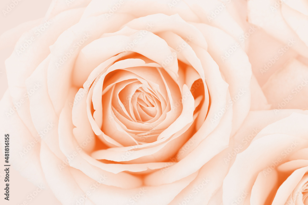 Close up rose flower, delicate macro petals peach cream pastel colors, natural flowery background. Fresh soft blooming rose. Selective focus flowery card, nature floral design postcard Close up rose flower, delicate macro petals peach cream pastel colors, natural flowery background. Fresh soft blooming rose. Selective focus flowery card, nature floral design postcard