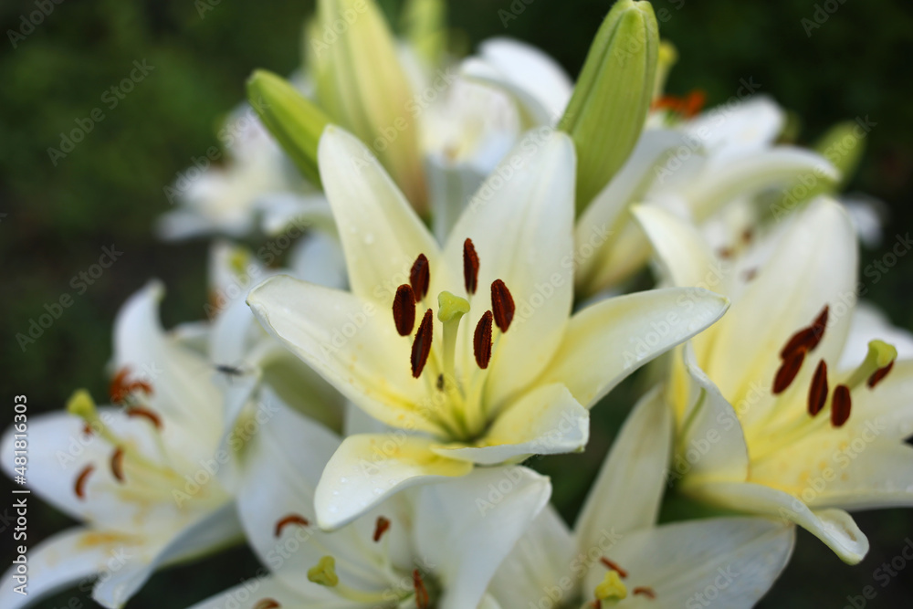 Gorgeous bouquet of lush white lilies in the garden.