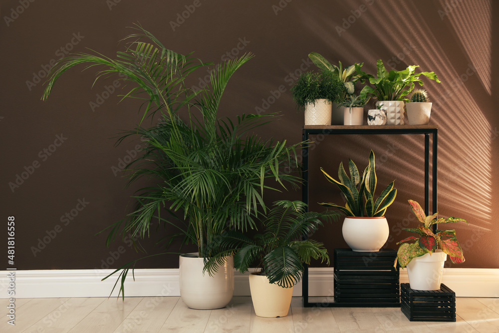 Many different houseplants near brown wall in room