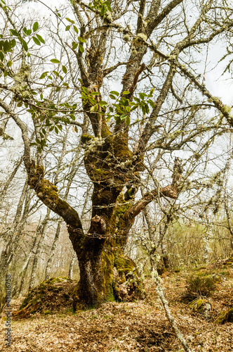 Oak, quercus robur in spring. Tree with moss and ground with leaves. El Tejedelo Forest. Requejo from Sanabria. Zamora. Spain. photo