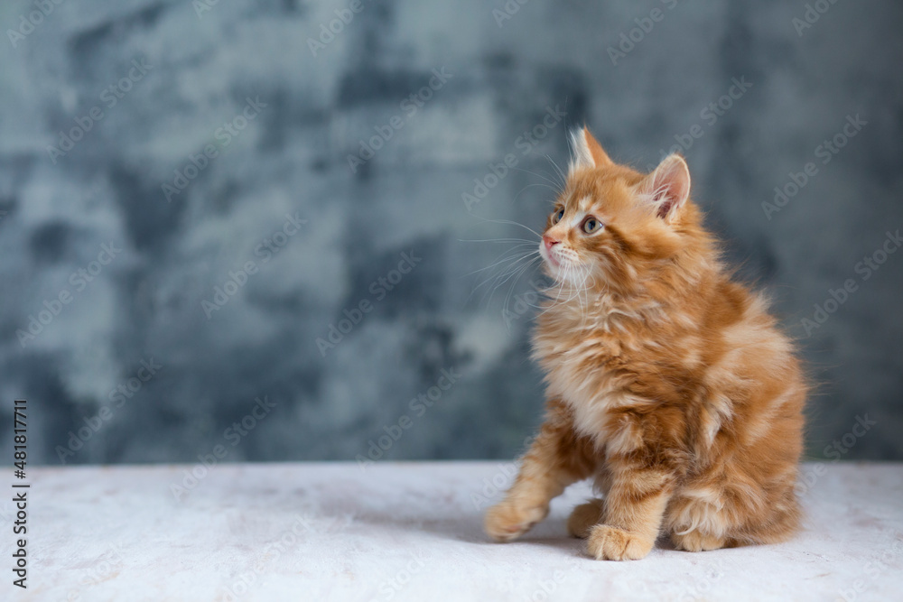 adorable kitten, red cat . copy space, selective focus adorable kitten, red cat . copy space, selective focus