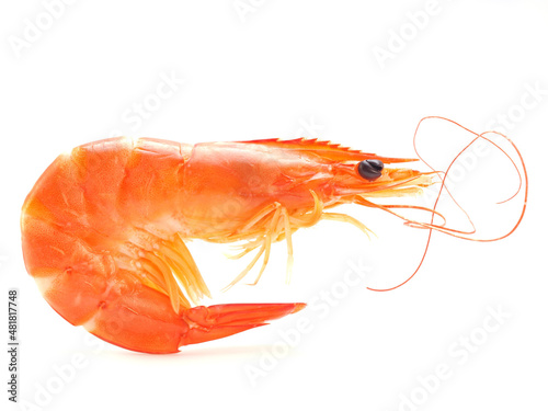 Shrimp on a white background