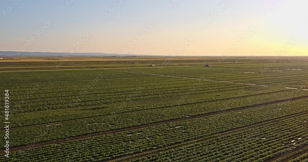 Agricultural field of cucumber being harvested Agricultural field of cucumber being harvested