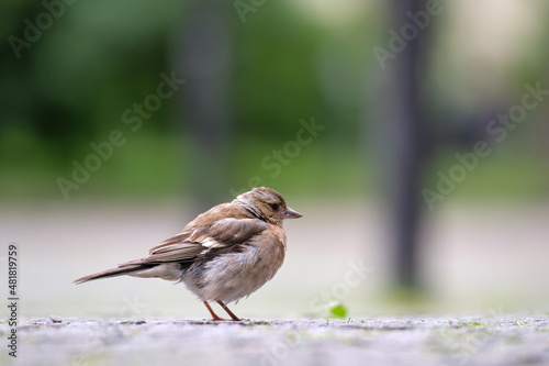 Gray small sparrow bird perching on ground