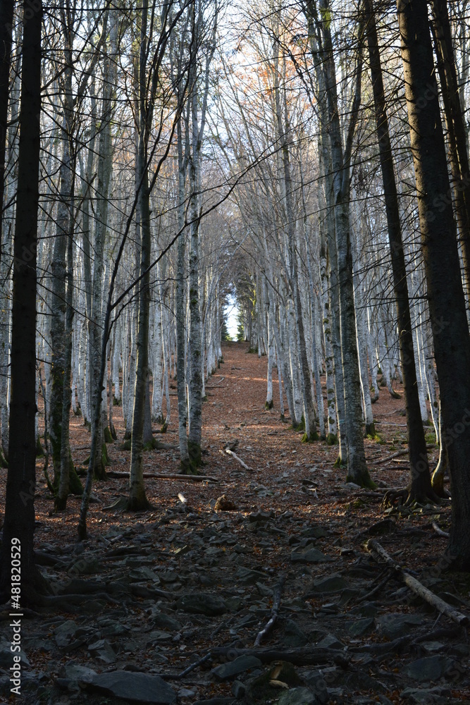 Fototapeta premium FHD WALLPAPER - Carpathian forest