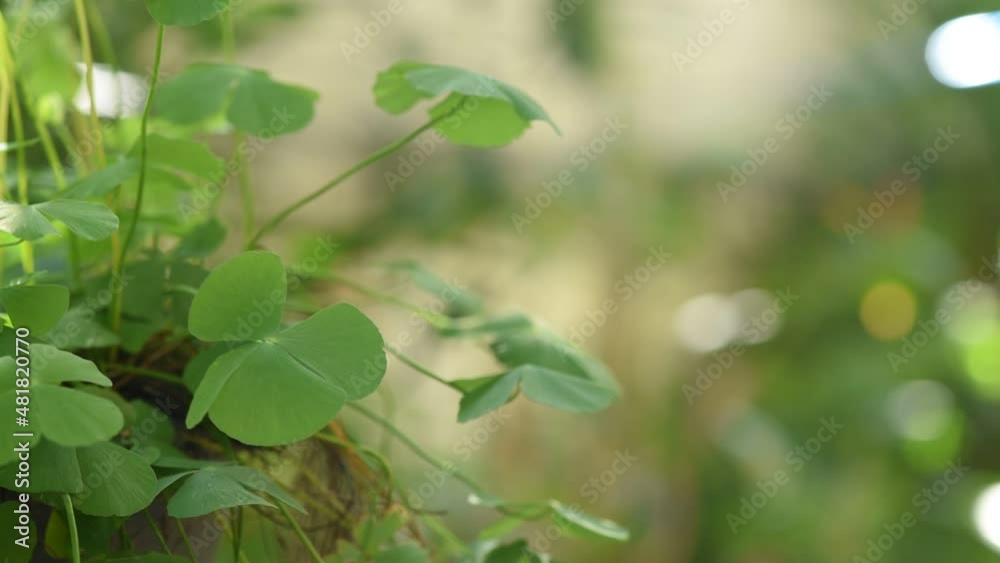 Water clover or marsilea crenata green leaves on nature background. Water clover or marsilea crenata green leaves on nature background.