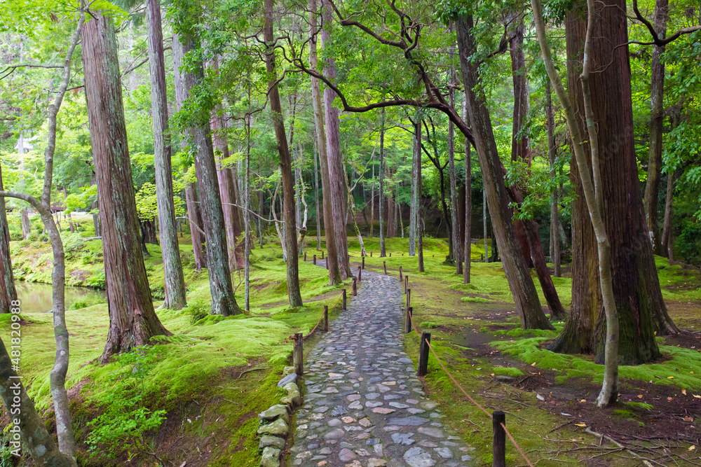 西芳寺、林、苔、小道 西芳寺、林、苔、小道