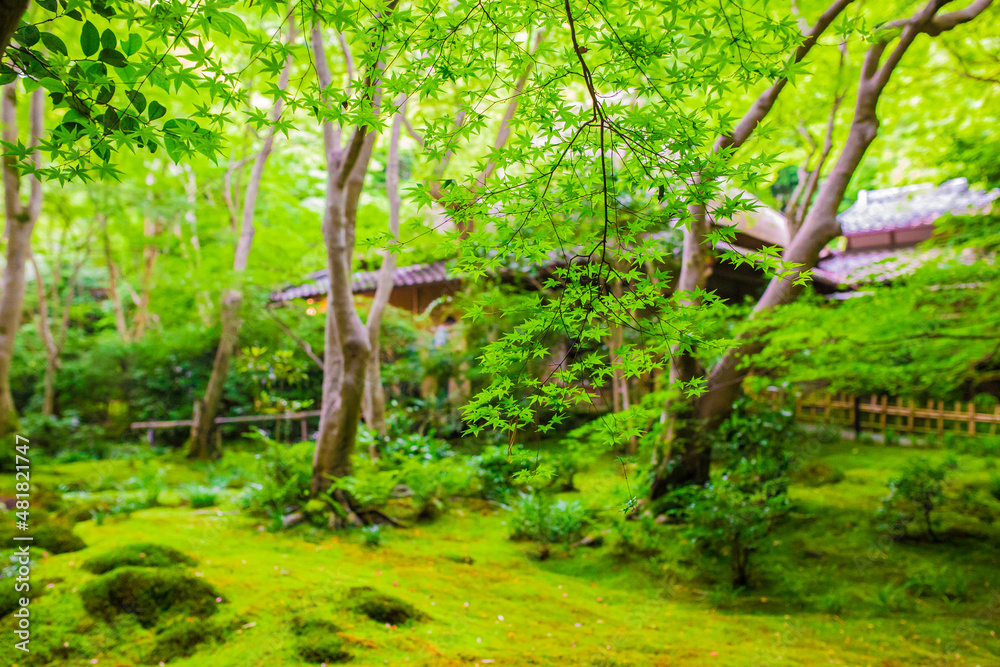 祇王寺、苔 祇王寺、苔