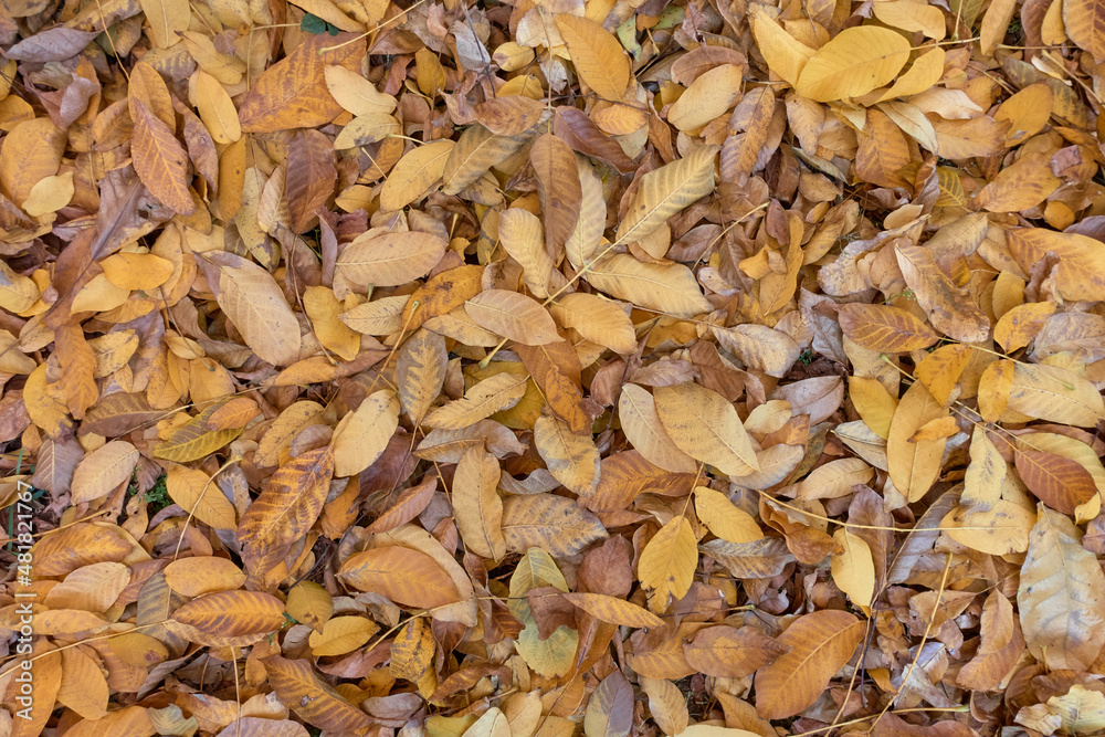 Background of yellow autumn leaves of a walnut tree. The ground is strewn with fallen leaves, rare blades of grass grow through the leaves. Selective focus. Background of yellow autumn leaves of a walnut tree. The ground is strewn with fallen leaves, rare blades of grass grow through the leaves. Selective focus.