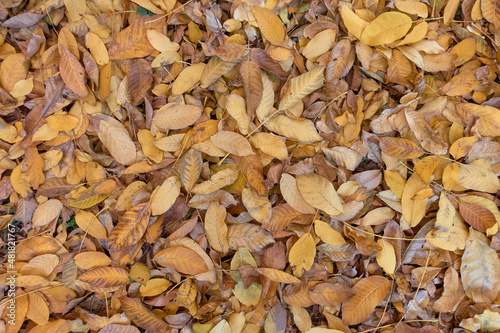 Background of yellow autumn leaves of a walnut tree. The ground is strewn with fallen leaves, rare blades of grass grow through the leaves. Selective focus.