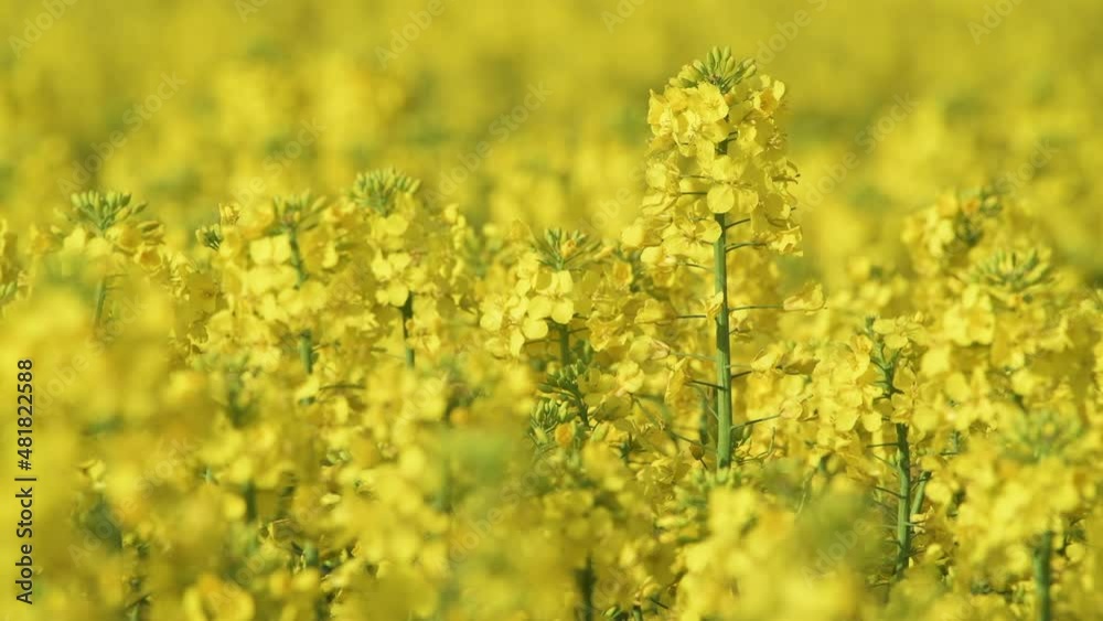 Oilseed rape blossom (Brassica napus) in agricultural field, close up Oilseed rape blossom (Brassica napus) in agricultural field, close up