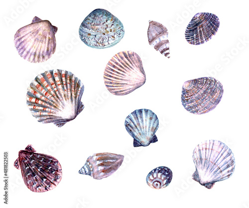 Seashell set watercolor illustration. Watercolor hand drawn sea shells isolated on white background