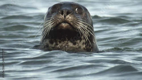 seals on a danish island in summer