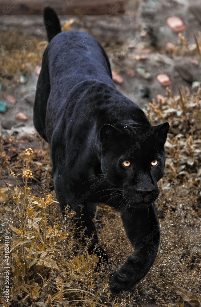 FHD WALLPAPER - black Panther (cat) Stock Photo