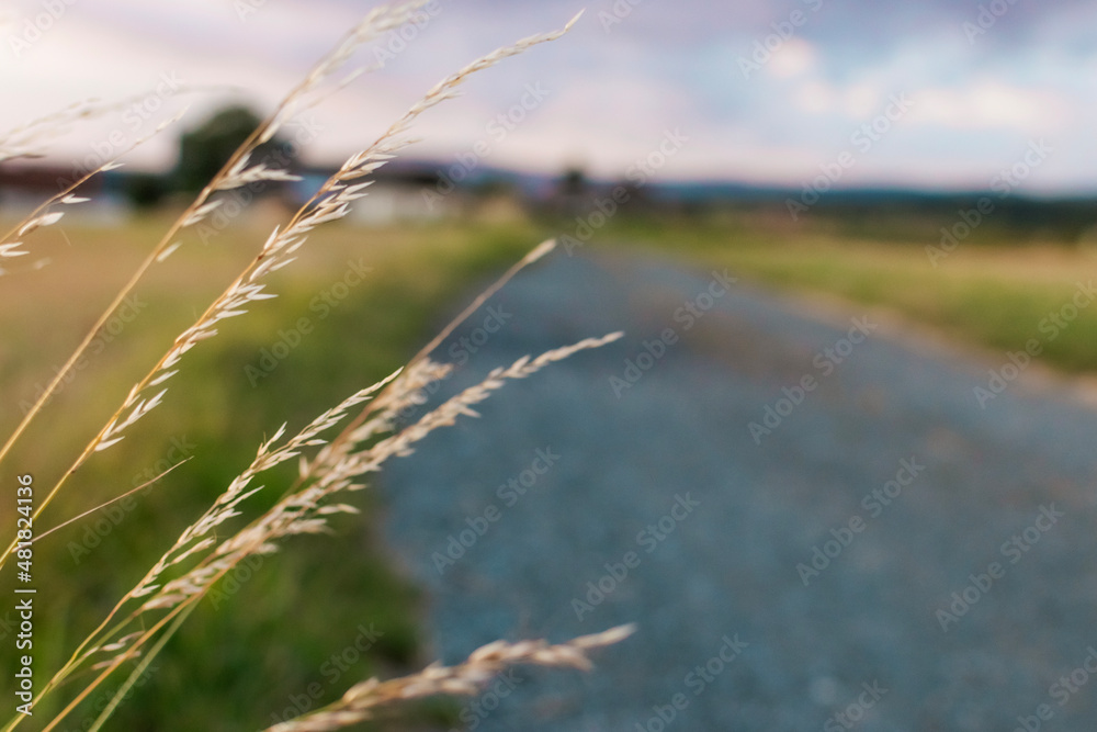 Fototapeta premium Feldweg