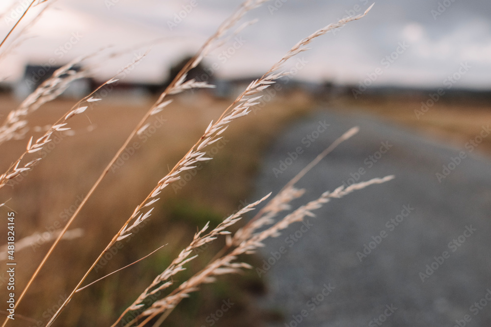 Fototapeta premium Feldweg