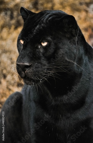 FHD WALLPAPER - black Panther (cat)