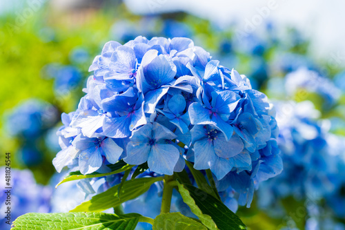 梅雨のシンボル紫陽花