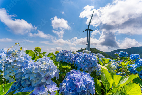 紫陽花と風車