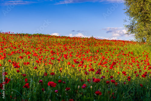 Evening sunshine illuminating a Poppy field in Tuscany