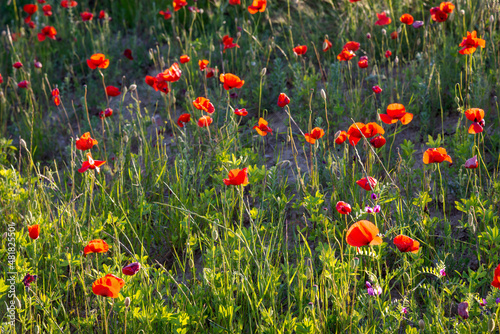 Fototapeta Evening sunshine illuminating a Poppy field in Tuscany