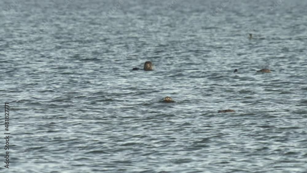 Seals on a danish island in summer Seals on a danish island in summer