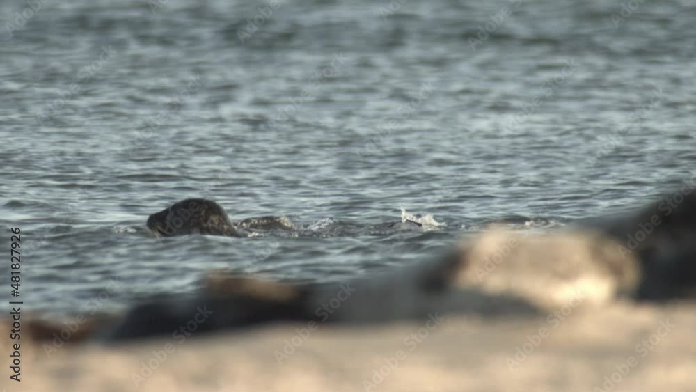 Seals on a danish island in summer Seals on a danish island in summer