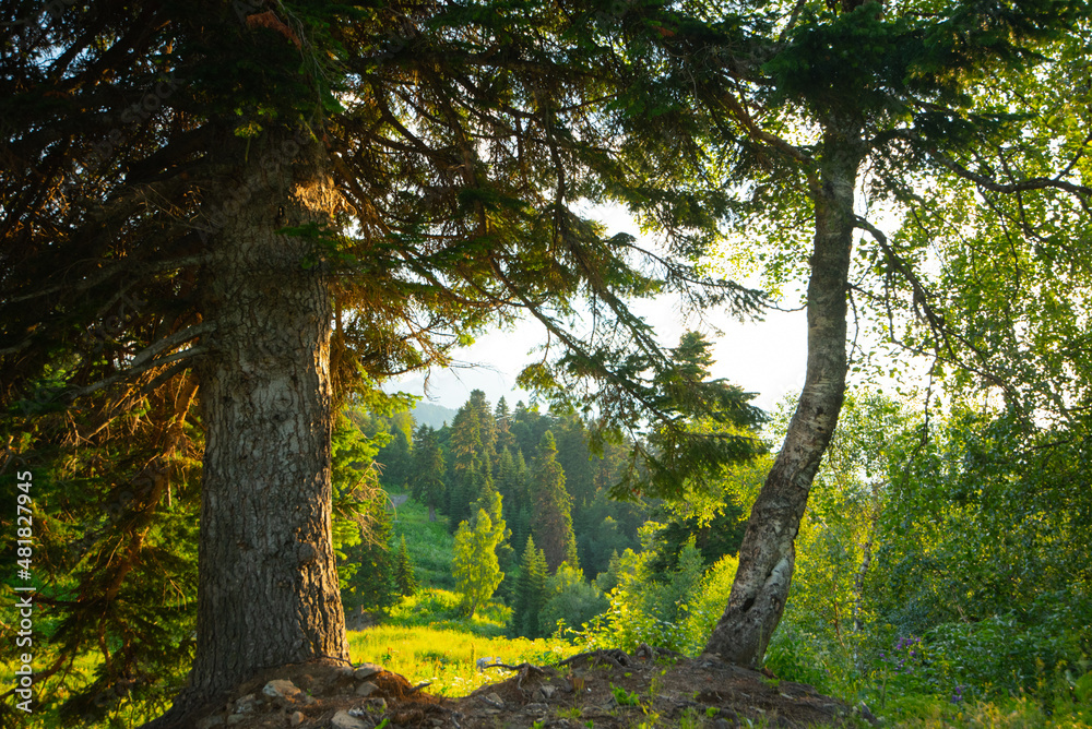 Obraz premium spring forest Scenic of fresh green deciduous trees framed by leaves, with the sun casting rays through the foliage