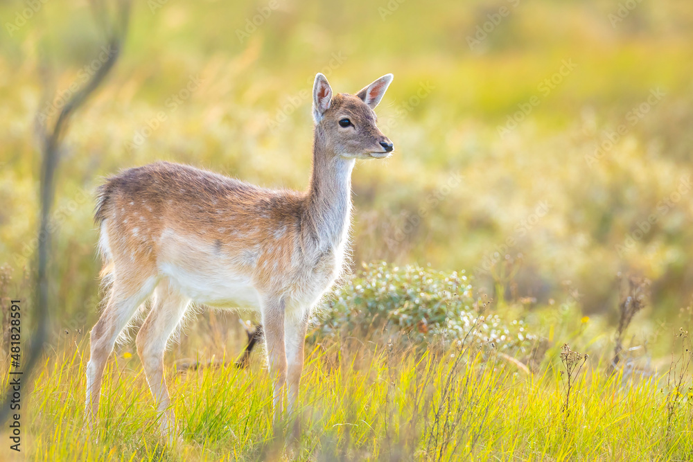 Fallow deer fawn Dama Dama in Autumn Fallow deer fawn Dama Dama in Autumn