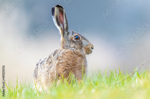 Wild European hare, lepus europaeus, sitting in grass