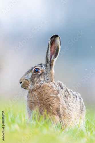 Wild European hare, lepus europaeus, sitting in grass © Sander Meertins